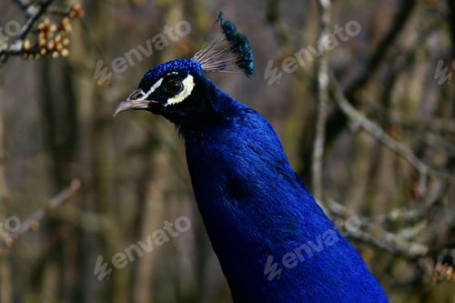 Preview: Vibrant, close-up shot of a peacock's head