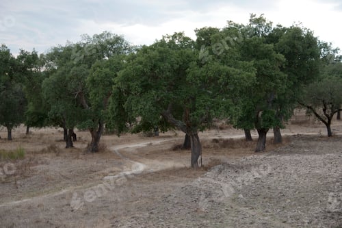 Preview: cork tree forest alentejo