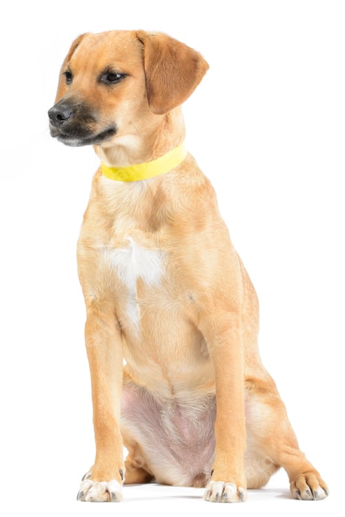 Preview: Tan Dog with Yellow Collar Sits in Studio