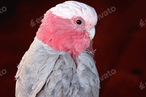 Preview: bird, cockatoo galah, parrot, pet