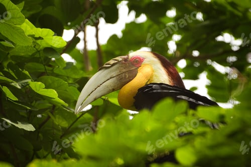 Preview: Hornbill bird perching on tree