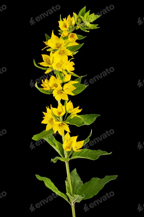 Preview: Inflorescence of yellow loosestrife flowers, lat. Lysimachia, isolated on black background