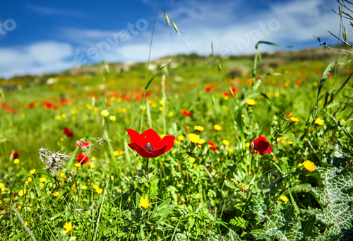 Preview: Red poppies on a green field