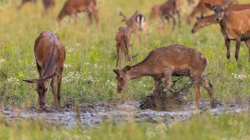 Preview: Playful red deer splashing mud with a hoof in hot summer.