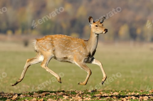 Preview: Whitetail Deer standing in autumn day