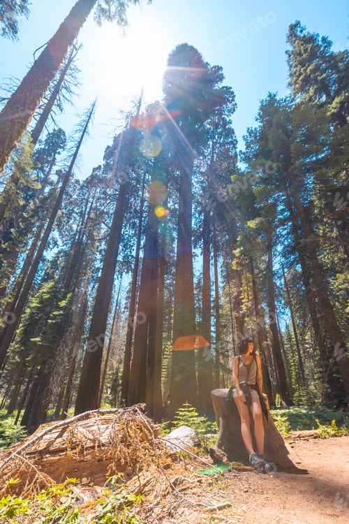 Preview: 09 sequoia 0049