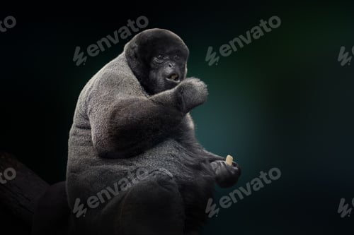 Common Woolly Monkey (Lagothrix lagotricha)