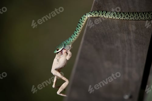 Preview: A spotted bush snake, Philothamnus semivariegatus, eats a frog.