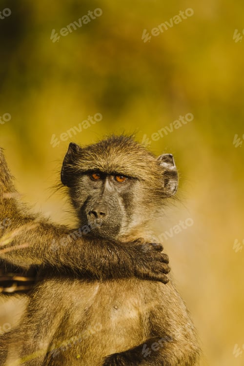 Preview: Baboon Portrait with Affectionate Arm Around Shoulder