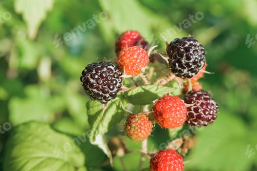 Preview: branch of black raspberry or blackberry with unripe red and ripe black berries