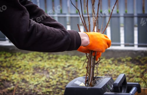 Preview: a man interrupts the dry branches of a tree into a tyrsa.