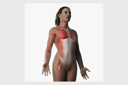 Preview: African Female: Skin, Skeleton, Muscle Anatomy
