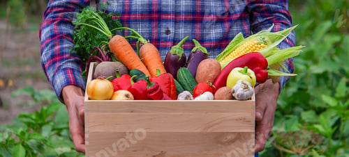 Preview: A farmer keeps vegetables in the garden. Selective focus.