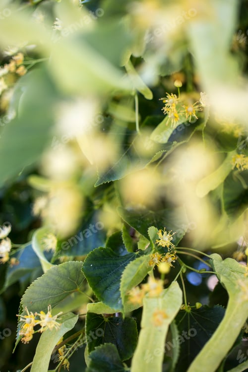 Preview: Tilia, linden tree, basswood or lime tree with unblown blossom.