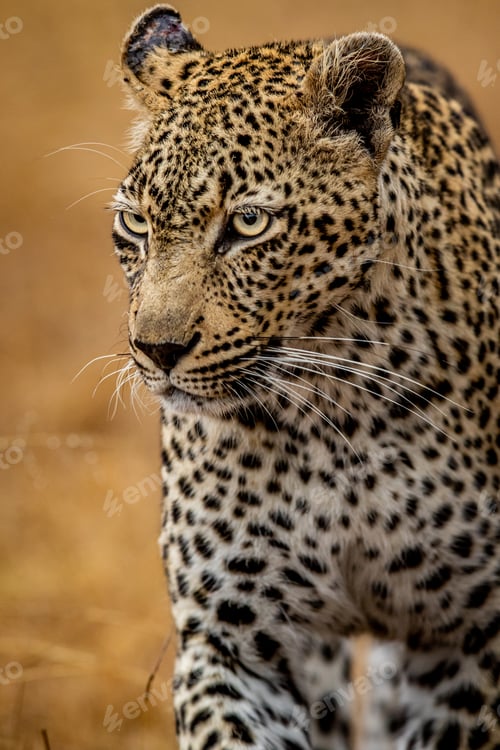 Preview: Close up of a female Leopard in the Kruger.