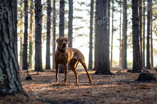 Preview: Brown Rhodesian Ridgeback standing in a forest with sunlight filtering through the branches.