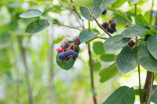 Preview: Saskatoon pacific serviceberry ripening fruits, green and purple serviceberries