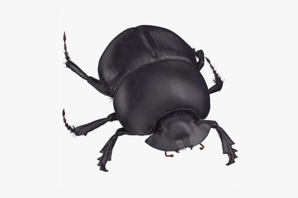 Preview: Realistic Black Scarab Beetle