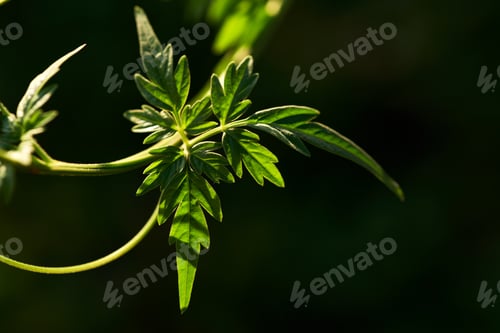 Preview: close-up green leaves with sunlight