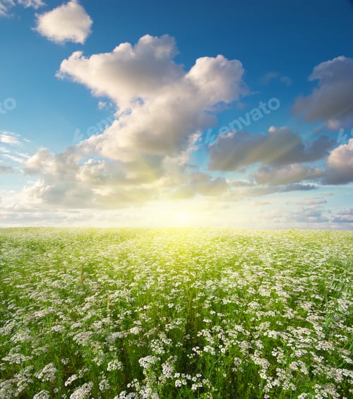 Preview: Meadow of coriander.