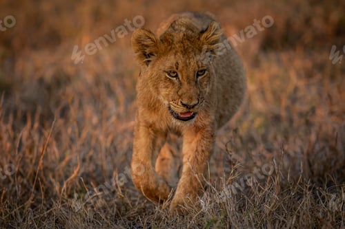 Preview: Young Lion cub walking in the grass.
