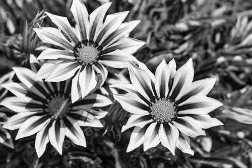 Preview: Abstract Flower Heads Closeup Monochrome Tone On Blurred Background