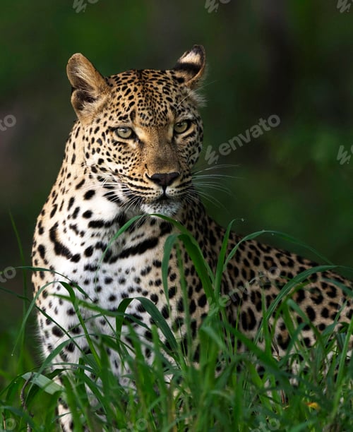 Preview: A Beautiful Wildlife in the World in pictures