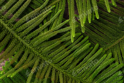 Preview: Christmas pine branch on wooden table background