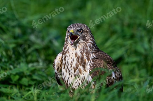 Preview: Common buzzard (Buteo buteo)