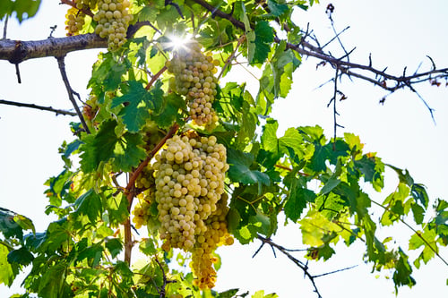 Preview: Vineyards in the fall harvest. Ripe grapes in autumn
