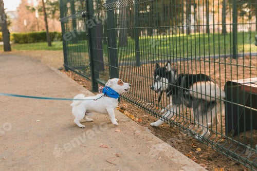 Preview: Dog jack russell terrier and husky funny playing together outdoors in dogs playground at sunny