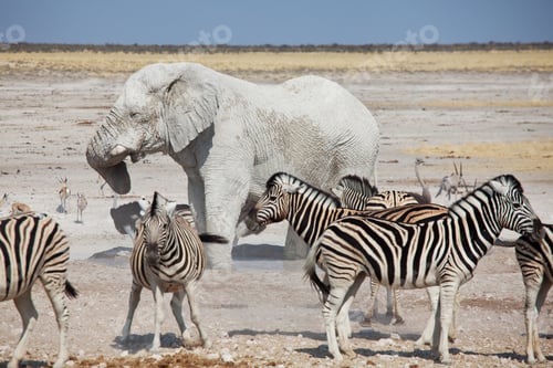 Preview: African safari