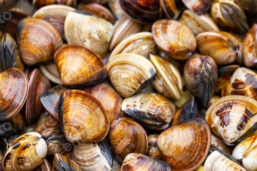 Preview: Lots of fresh the clam