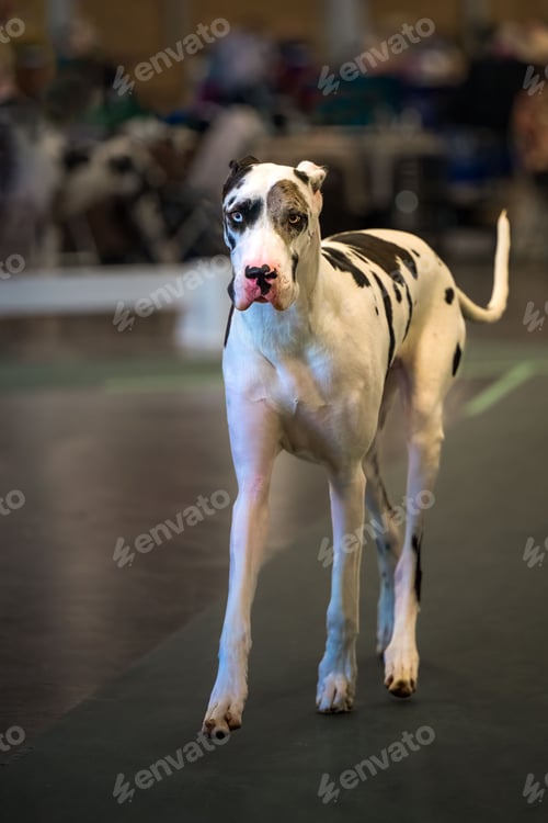 Preview: Vertical shot of a black and white great Dane walking down a runway in a dog show arena