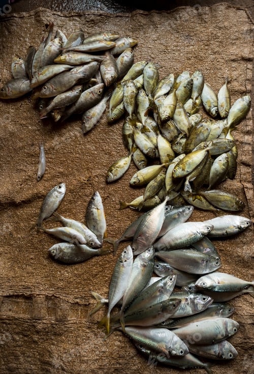 Preview: Seafood on display, Sassor Market, Kep, Kep Province, Cambodia, Indochina, Asia