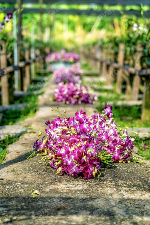 Preview: Bundle of purple orchids on the ground after asian gardener collected in orchid farm