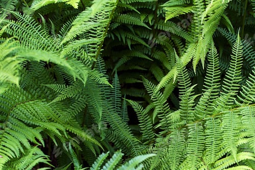 Preview: Fern in the Black Forest, Germany