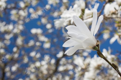 Preview: Beautiful magnolia blossom