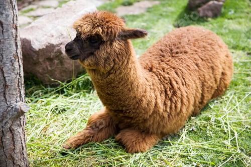 Preview: Cute little baby alpaca