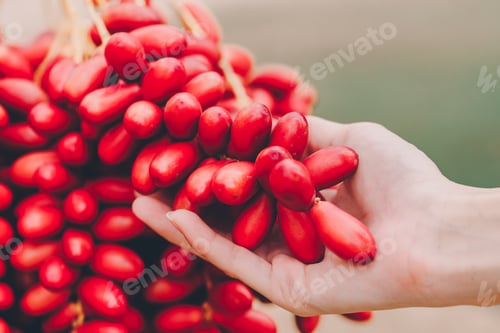 Preview: Dates palm branches with ripe dates