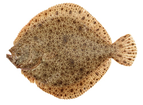 Preview: Turbot Fish