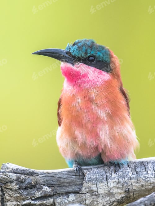Preview: Southern carmine bee eater portrait