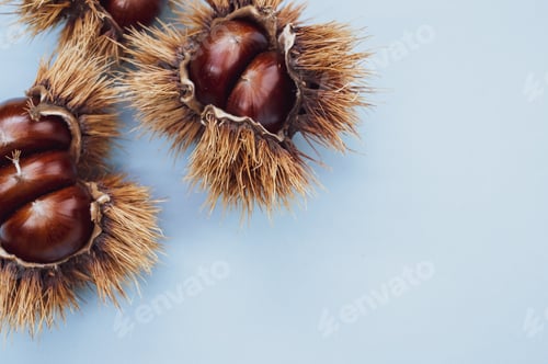 Preview: Closeup shot of sweet chestnuts in a shell on blue background