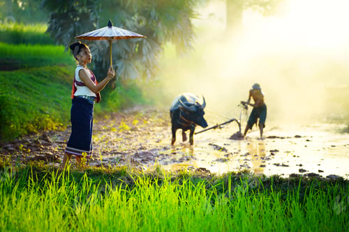 Preview: Agriculture Asia. Asian farmer workers working at rice farm fields and harvesting rice. Asian farmer