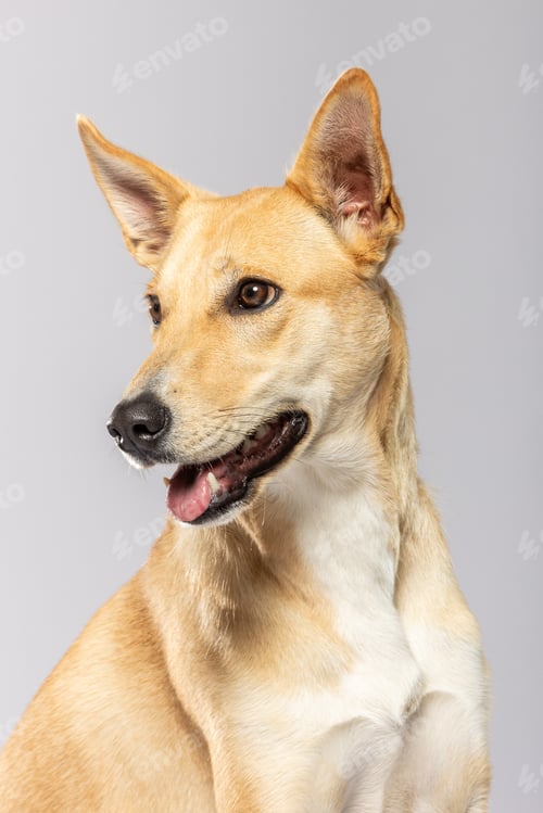 Preview: Dog with a light coat posed against a neutral background