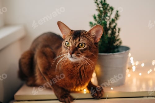 Preview: Red cat Somali breed at home indoors with Christmas winter holiday decorations near the window