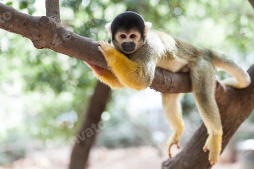 Preview: Lazy Monkey on Tree