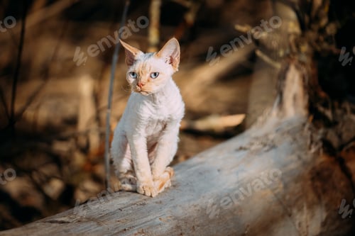 Preview: Sweet Devon Rex Cat Funny Curious Young White Devon Rex Kitten In Autumn Forest. Happy Pets Concept