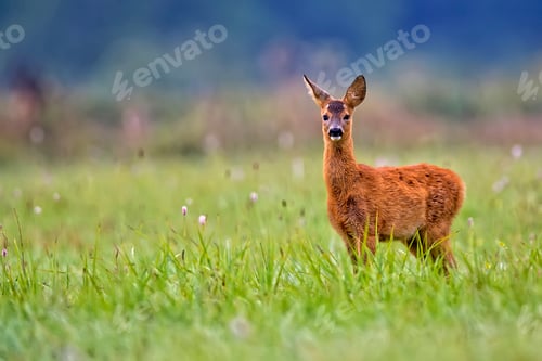 Preview: Young roe-deer in the wild