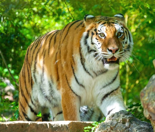 Preview: Siberian tiger prowling with intense gaze in a lush green forest.
